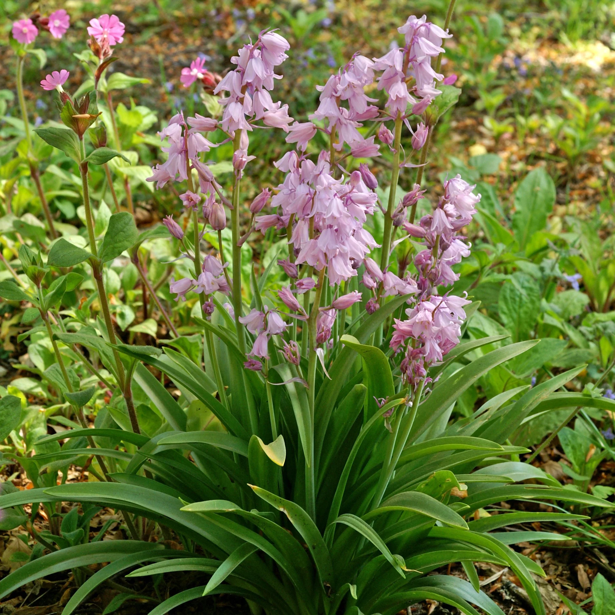 Гиацинтоидес Роуз Куин